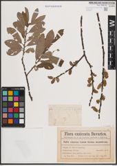 Foto von Salix cinerea L.